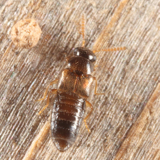 Eumicrota sp.