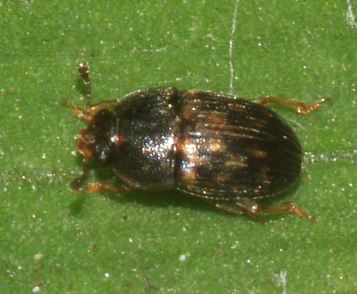 Nitidulidae - Stelidota sp.