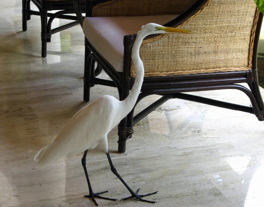 Great Egret - Ardea alba (in the lobby)