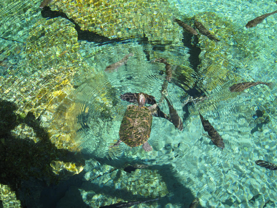 Red-eared Slider - Trachemys scripta elegans