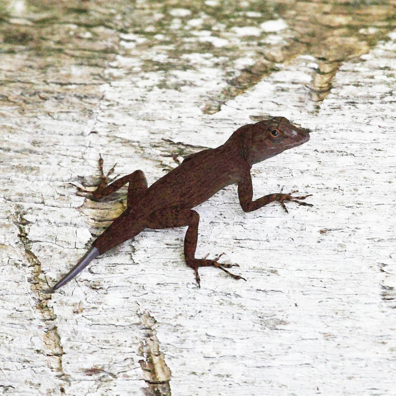 Puerto Rican Crested Anole - Anolis cristatellus cristatellus