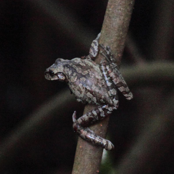 Hispaniolan Giant Tree Frog - Osteopilus vastus