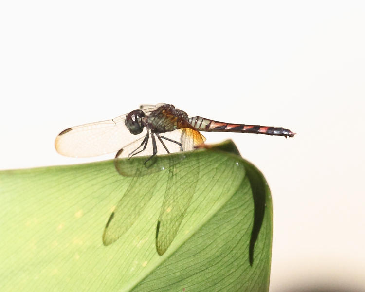 Erythrodiplax fervida (female)