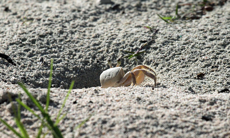 Ghost Crab - Ocypode sp.