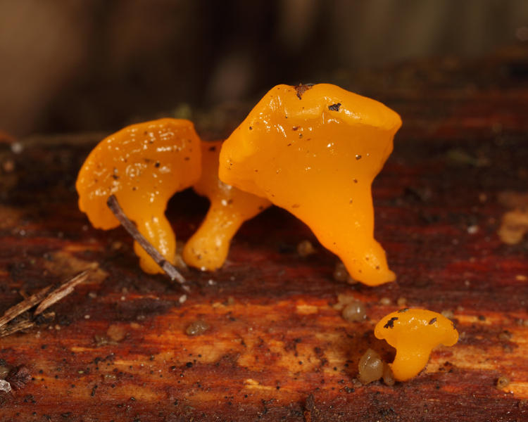 Tremella sp.