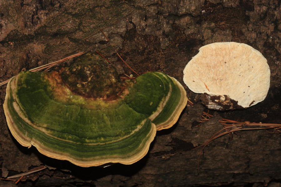 Trametes gibbosa