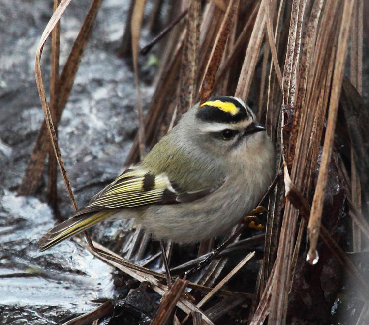 Golden-crowned Kinglet - Regulus satrapa