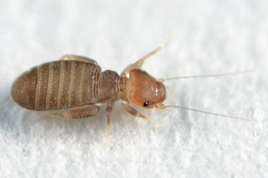 Liposcelis sp.