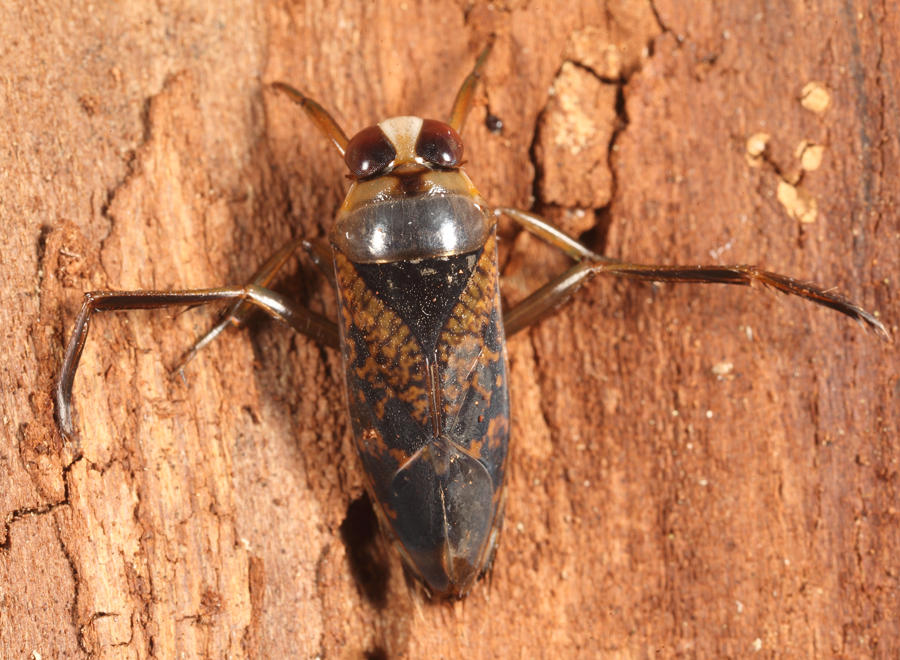 Notonecta irrorata