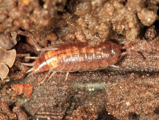 Trichoniscus sp.