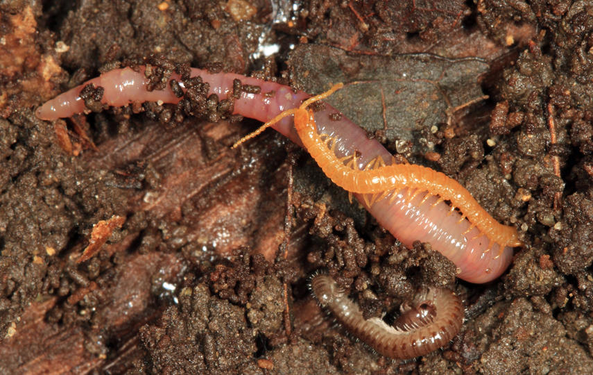 Soil Centipede - Geophilomorpha - Escaryus sp.