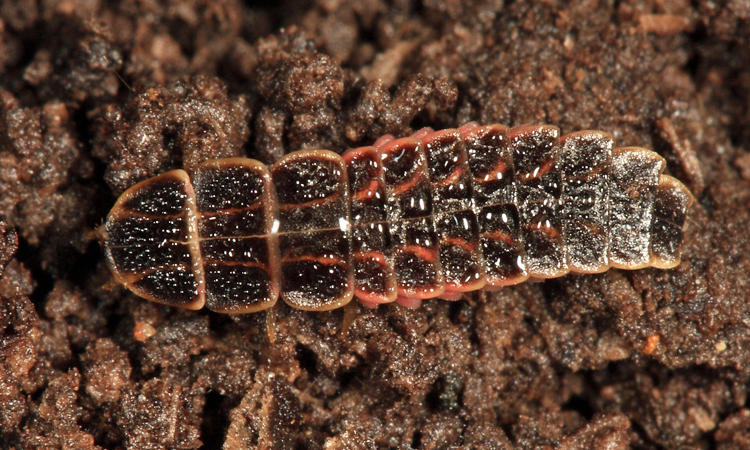 Black Firefly - Lucidota atra (larva)