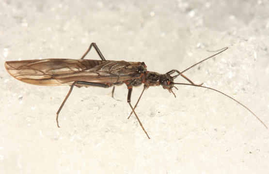 Taeniopteryx burksi