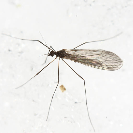 Trichocera sp.