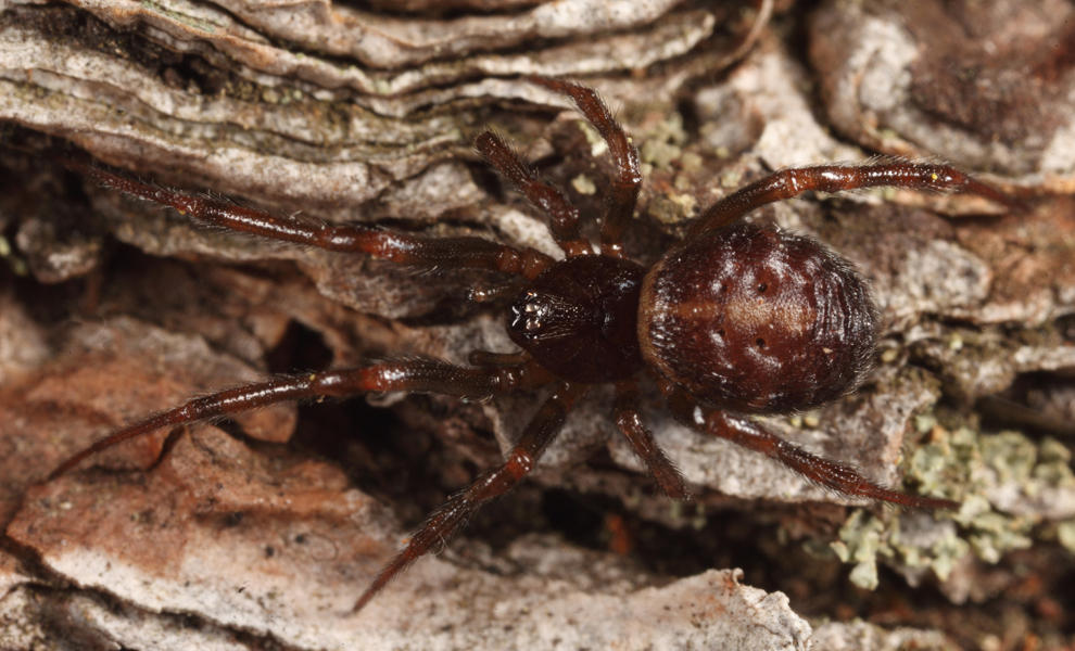 Steatoda borealis (female)