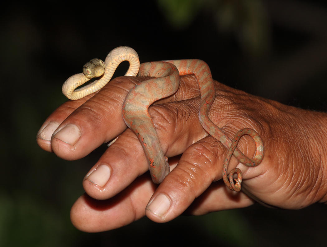 Amazon Tree Boa - Corallus hortulanus