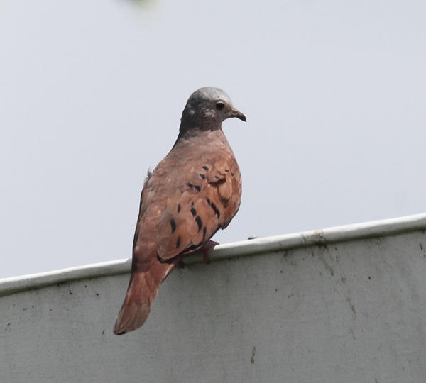 Ruddy Ground Dove - Columbina talpacoti