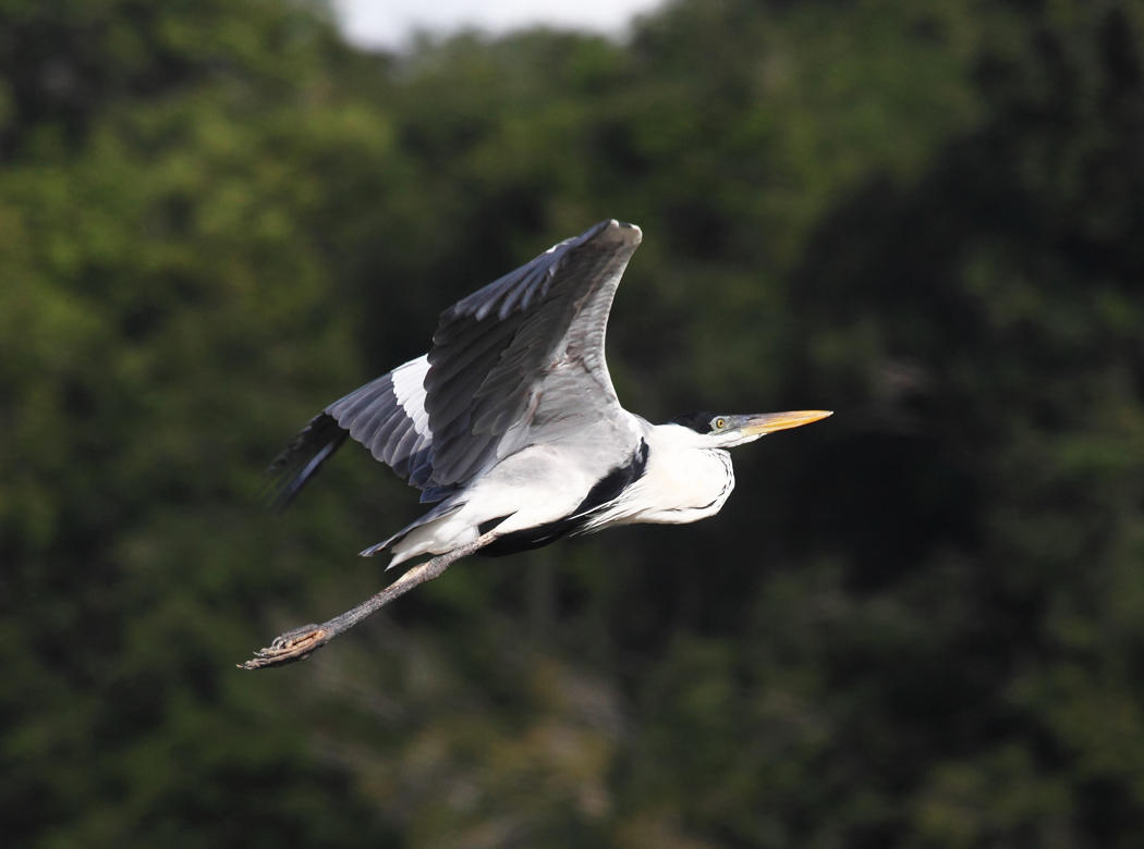 Cocoi Heron - Ardea cocoi