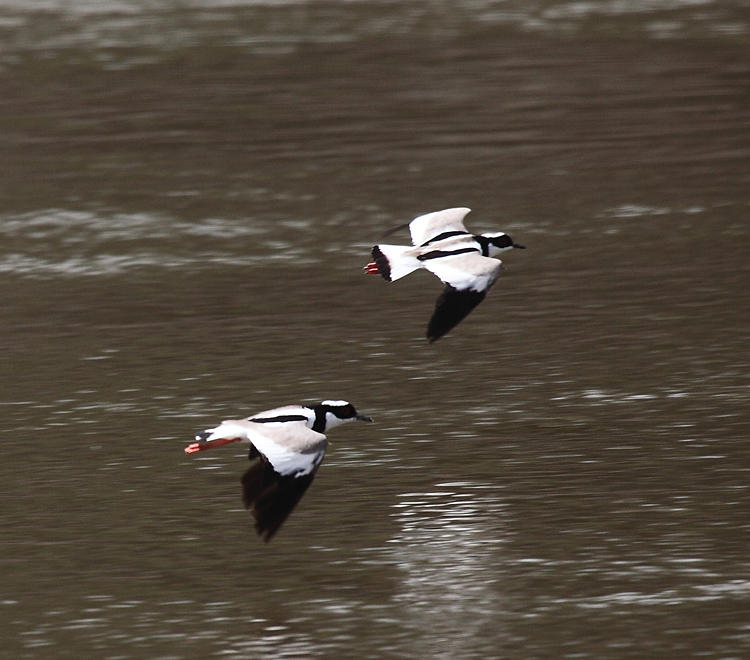 Pied Lapwing - Vanellus cayanus