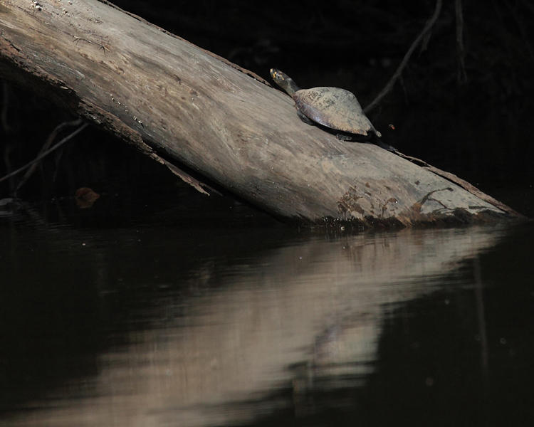 Yellow-spotted Amazon River Turtle - Podocnemis unifilis