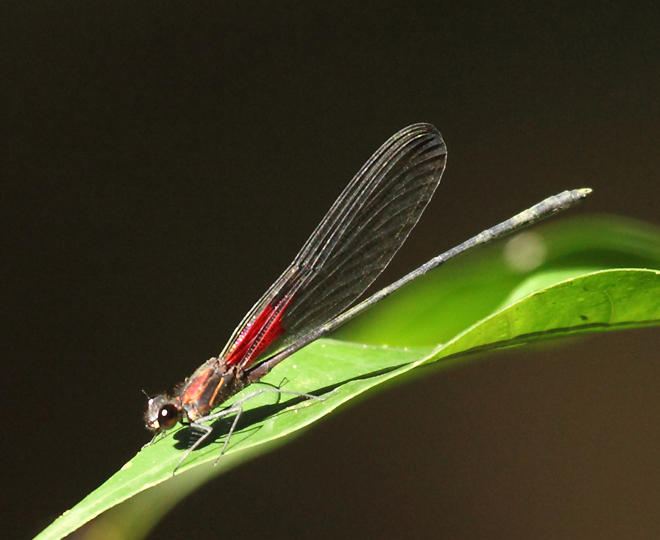 Hetaerina moribunda