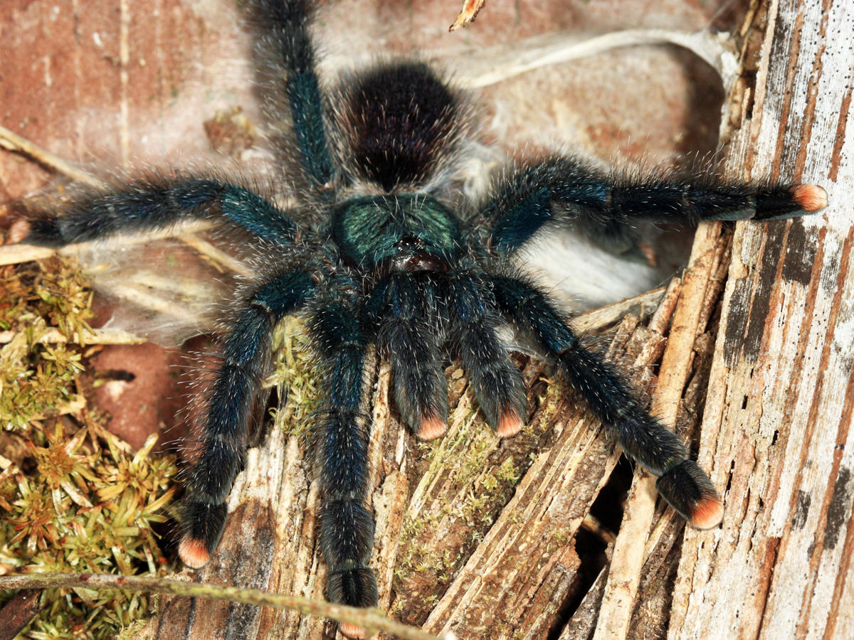 Pink-toed Tarantula - Avicularia avicularia