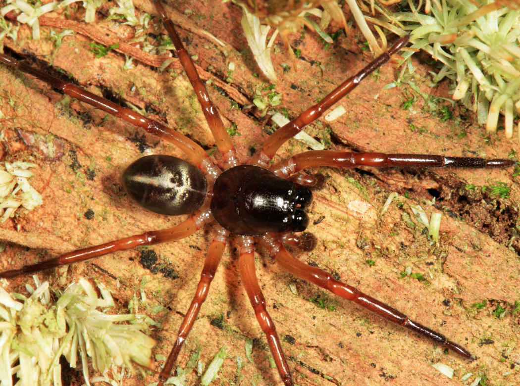 Corinnidae