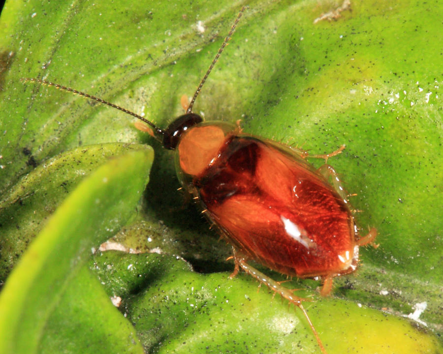 Anaplecta sp.