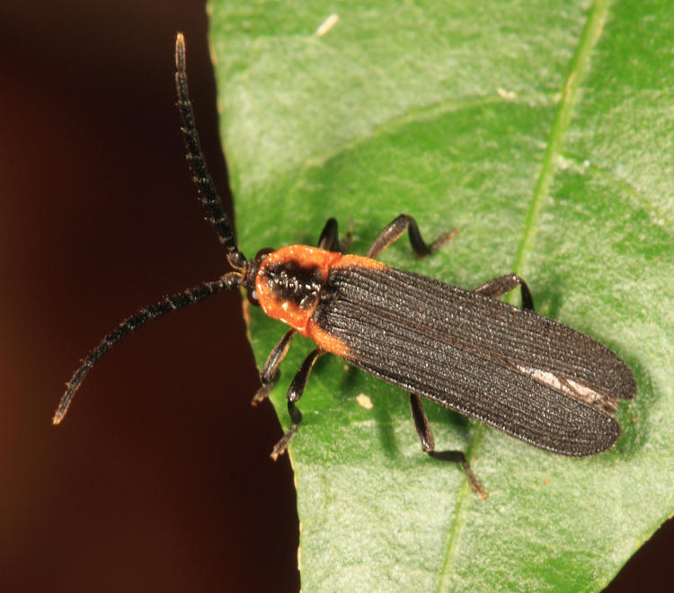 Net-winged Beetle