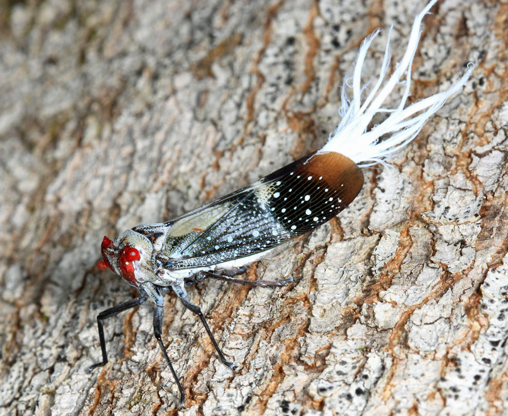 Lystra pulverulenta