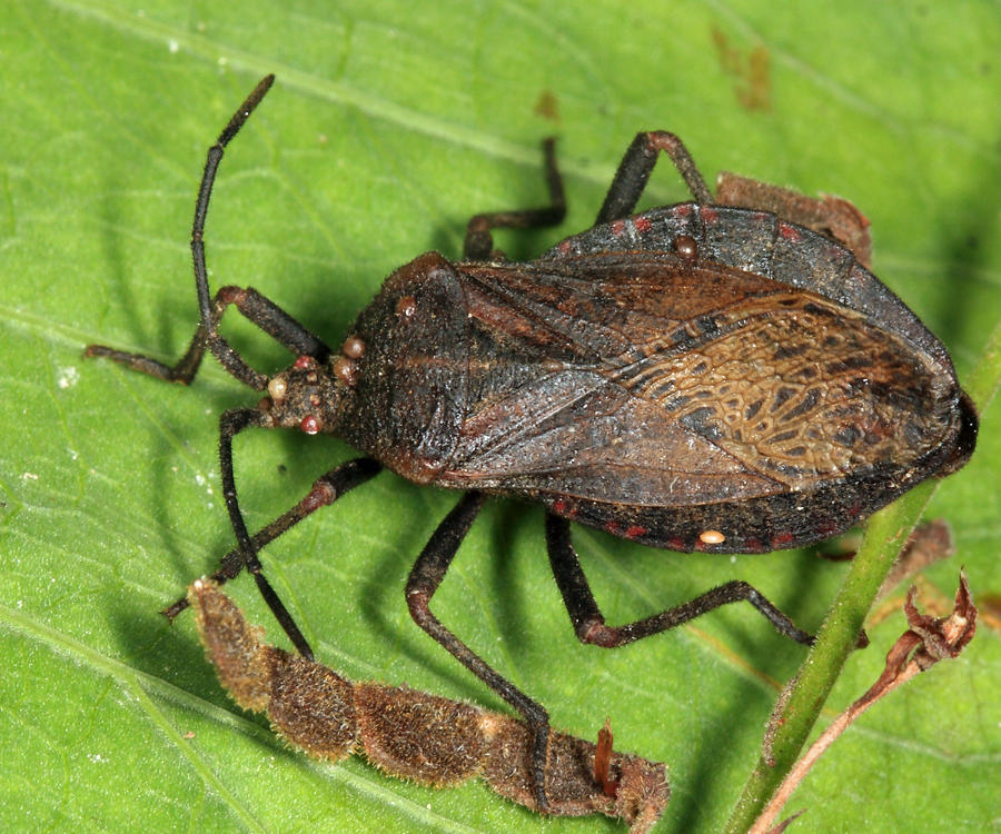 Giant Sweet Potato Bug - Spartocera batatas