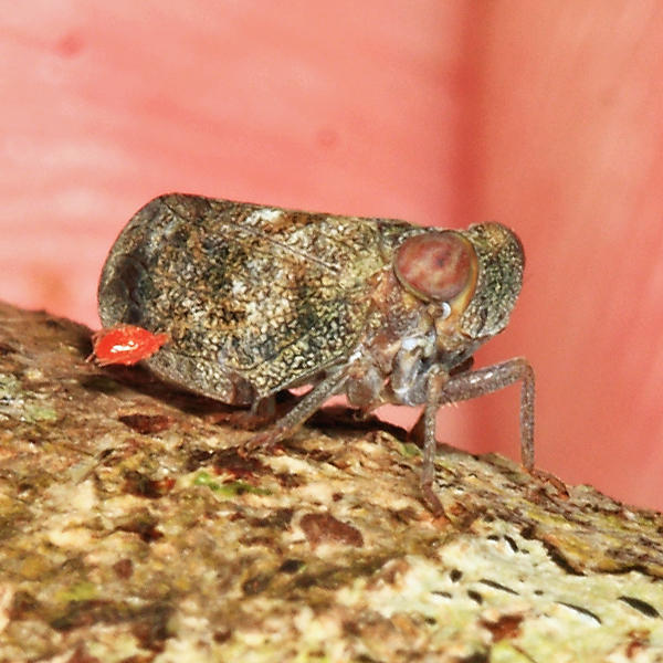 Issidae