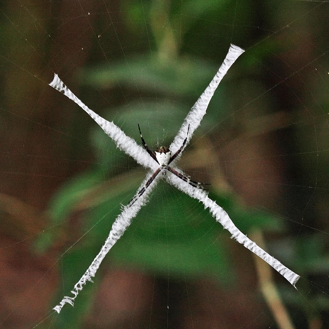 Argiope savignyi