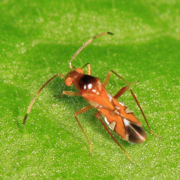 Laemocoridea dispersa