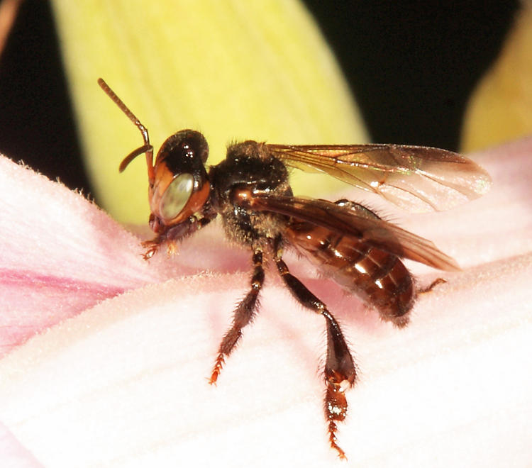Stingless Bees - Tribe Meliponini - Oxytrigona sp.