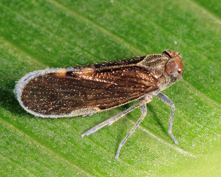 Cixiidae - Pintalia sp.