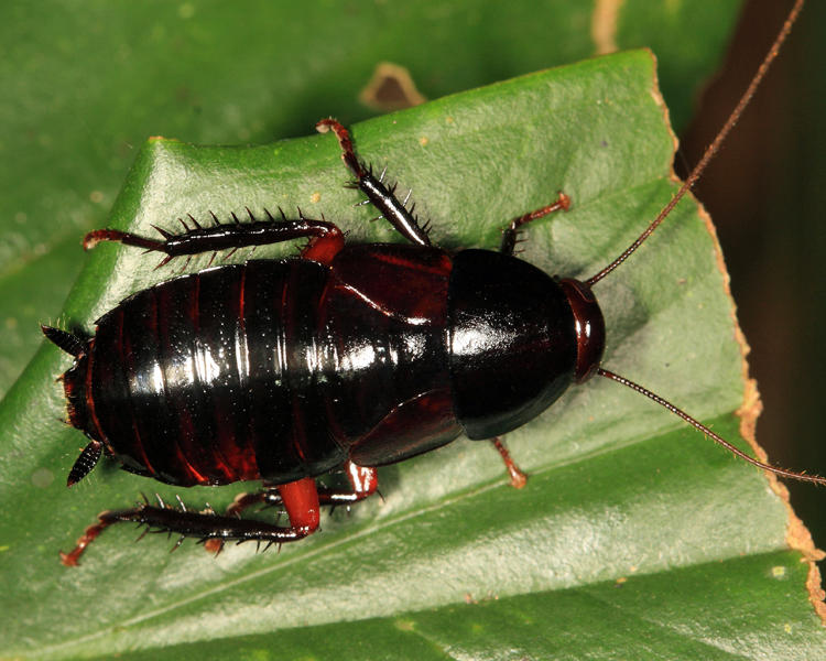 Eurycotis blattoides