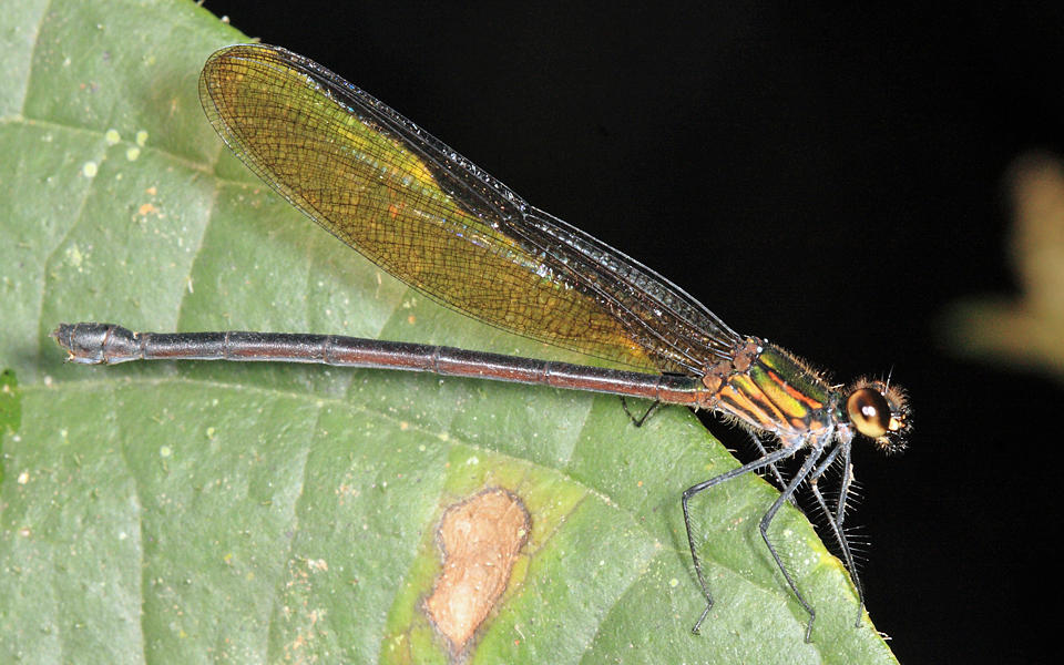 Hetaerina sp. (female)