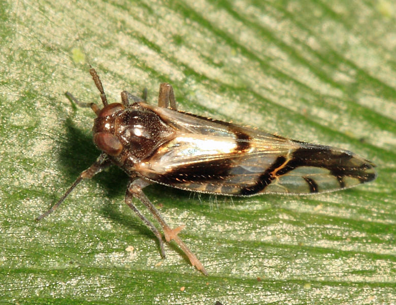 Delphacidae