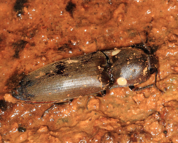 Glowing Click Beetle - Pyrophorini