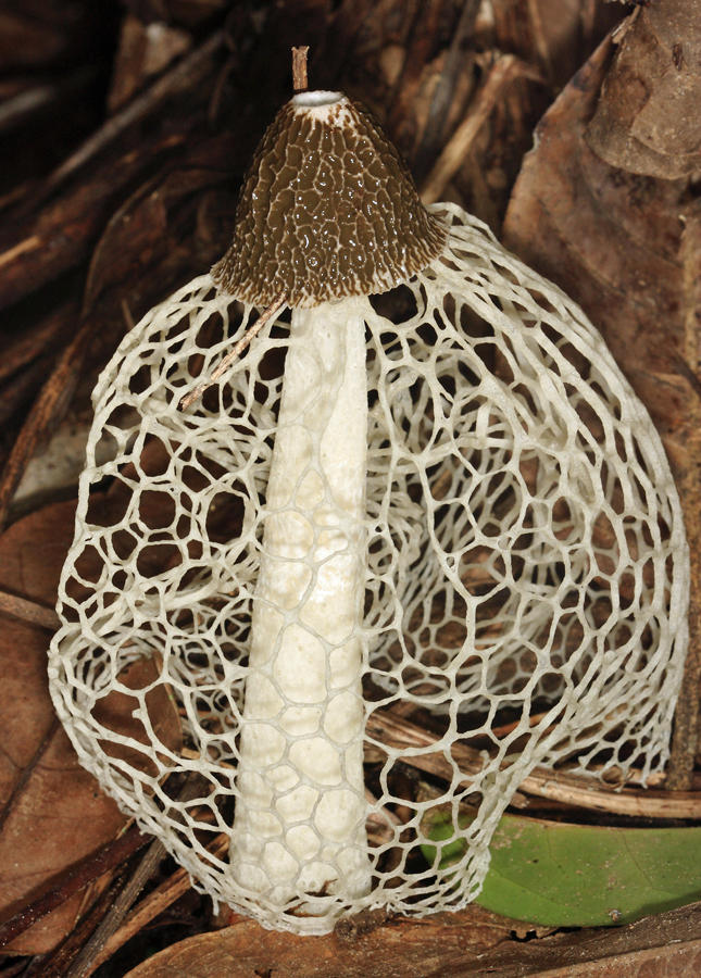 Veiled Stinkhorn - Phallus indusiatus
