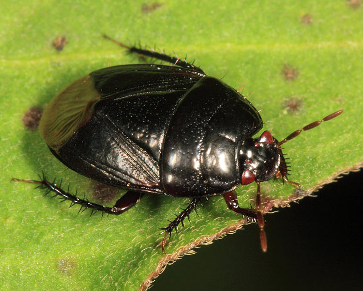 Cydnidae