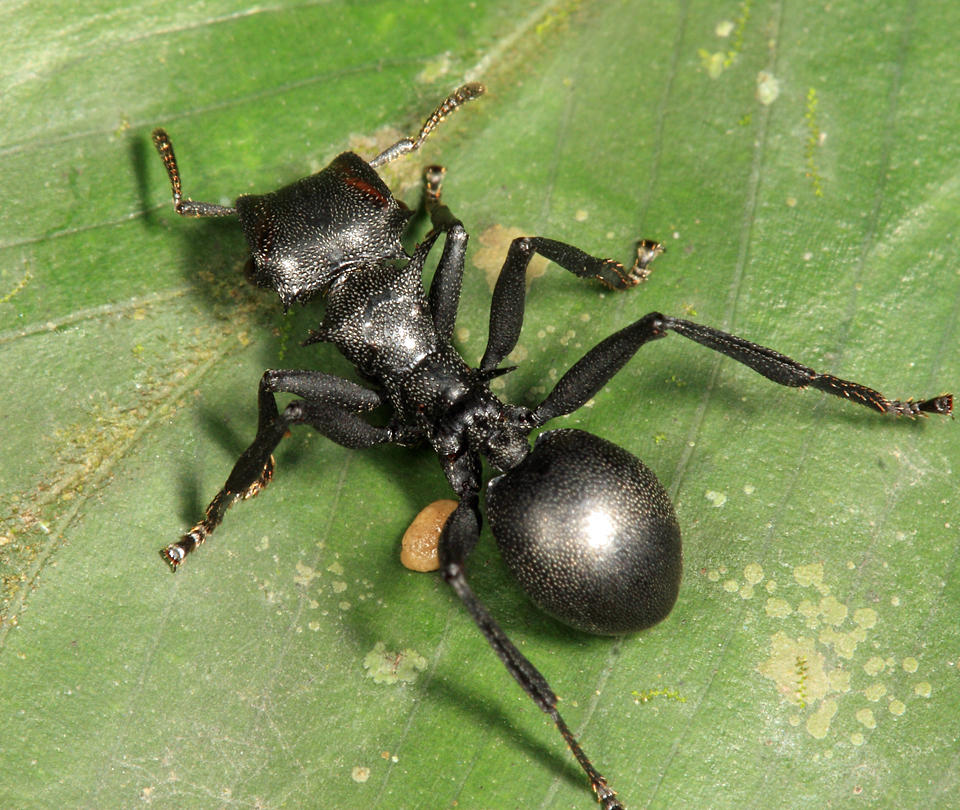 Cephalotes atratus