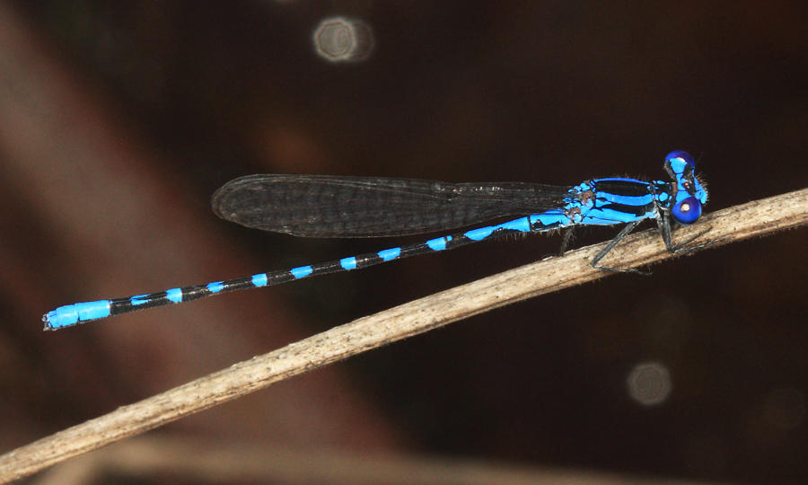 Argia joallynae