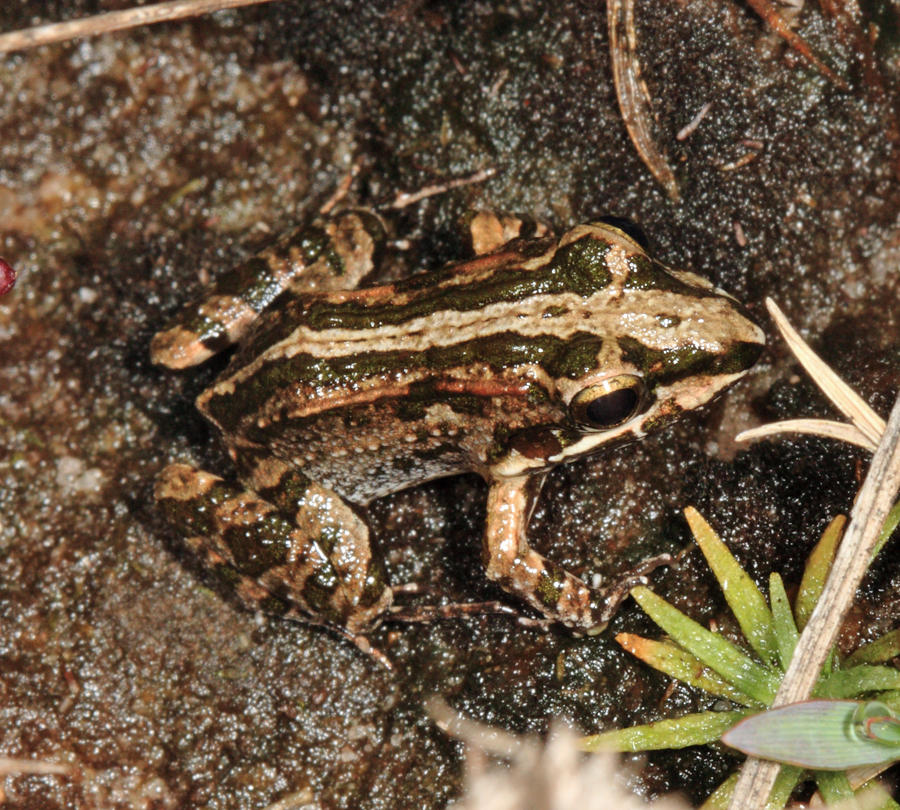 Whistling Grass Frog - Leptodactylus fuscus