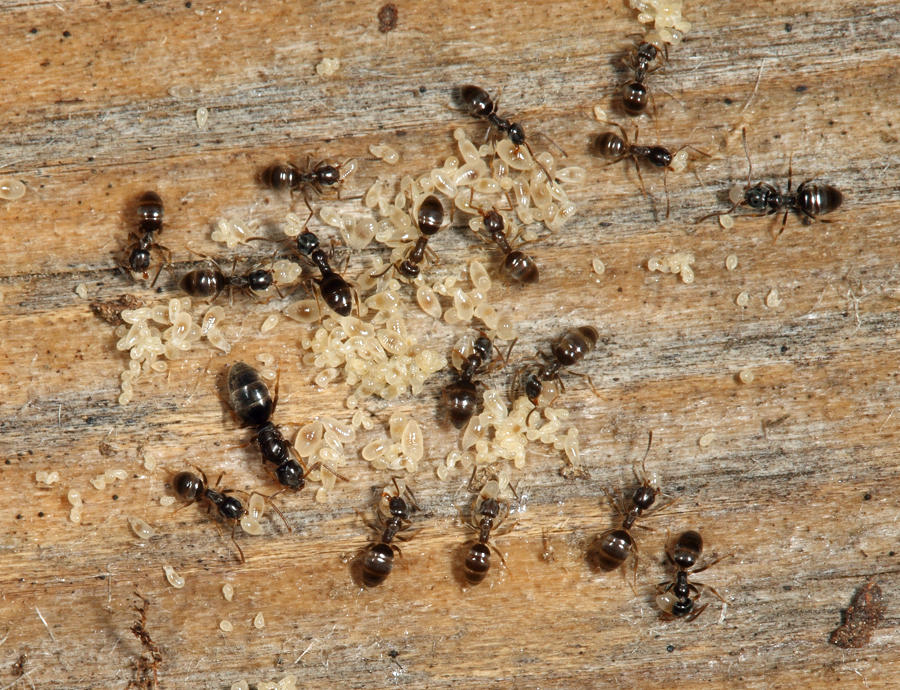 Odorous House Ant - Tapinoma sessile