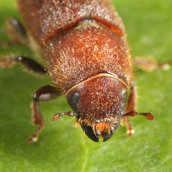 Red Turpentine Beetle - Dendroctonus valens