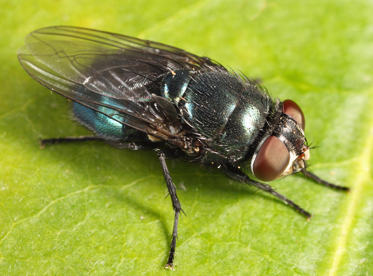 Black Blow Fly - Phormia regina