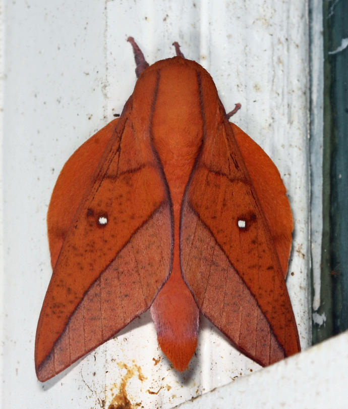 Boisduvals Horned Devil - Adeloneivaia boisduvali