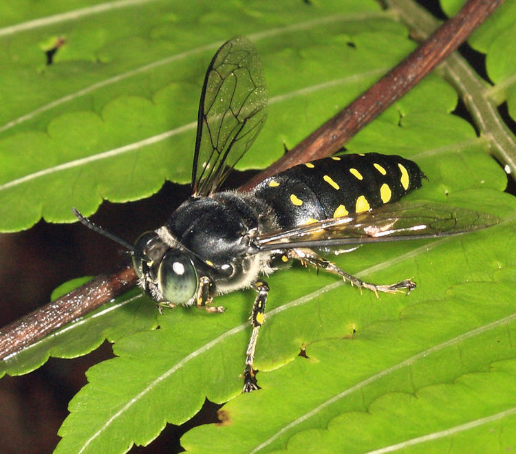 Stictia sp.